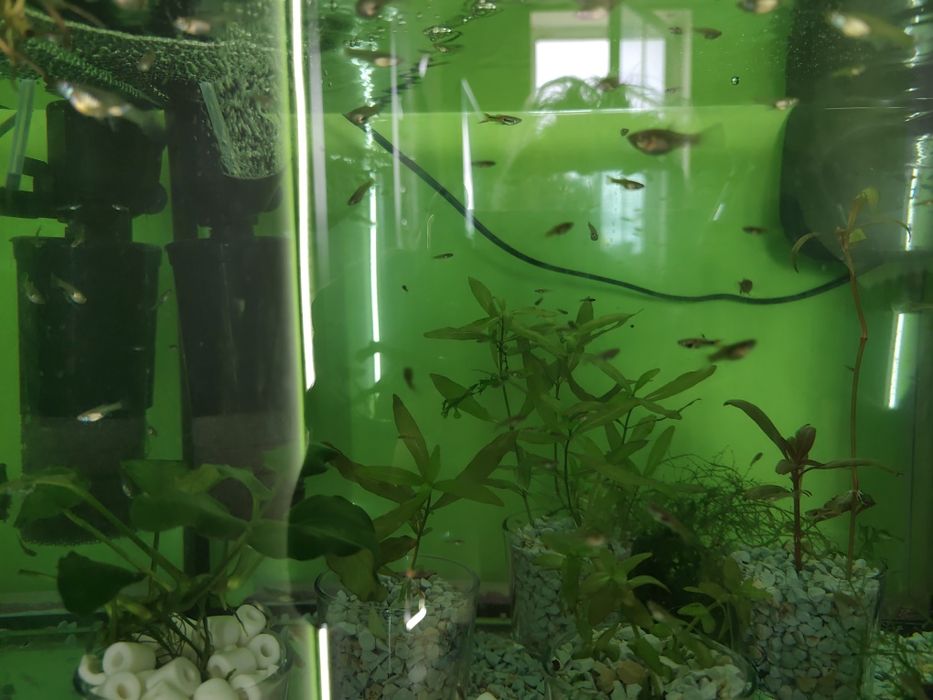 Gupik Endlera sprzedam