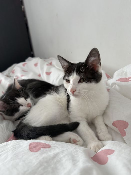 Oddam kotki w dobre rece