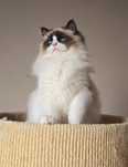 Kotka ragdoll słodka