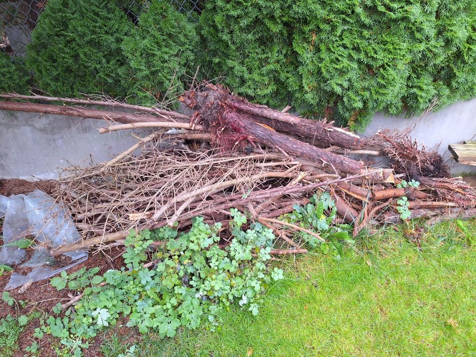 Drewno oddam za darmo