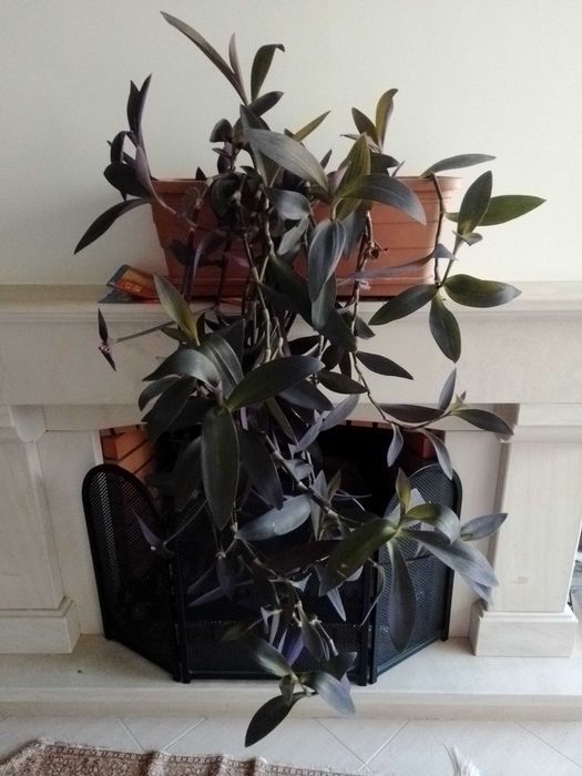 Planta de cair muito grande