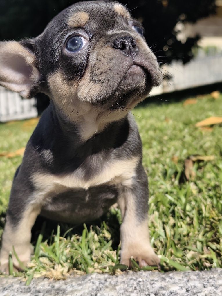 Buldogue francês femea