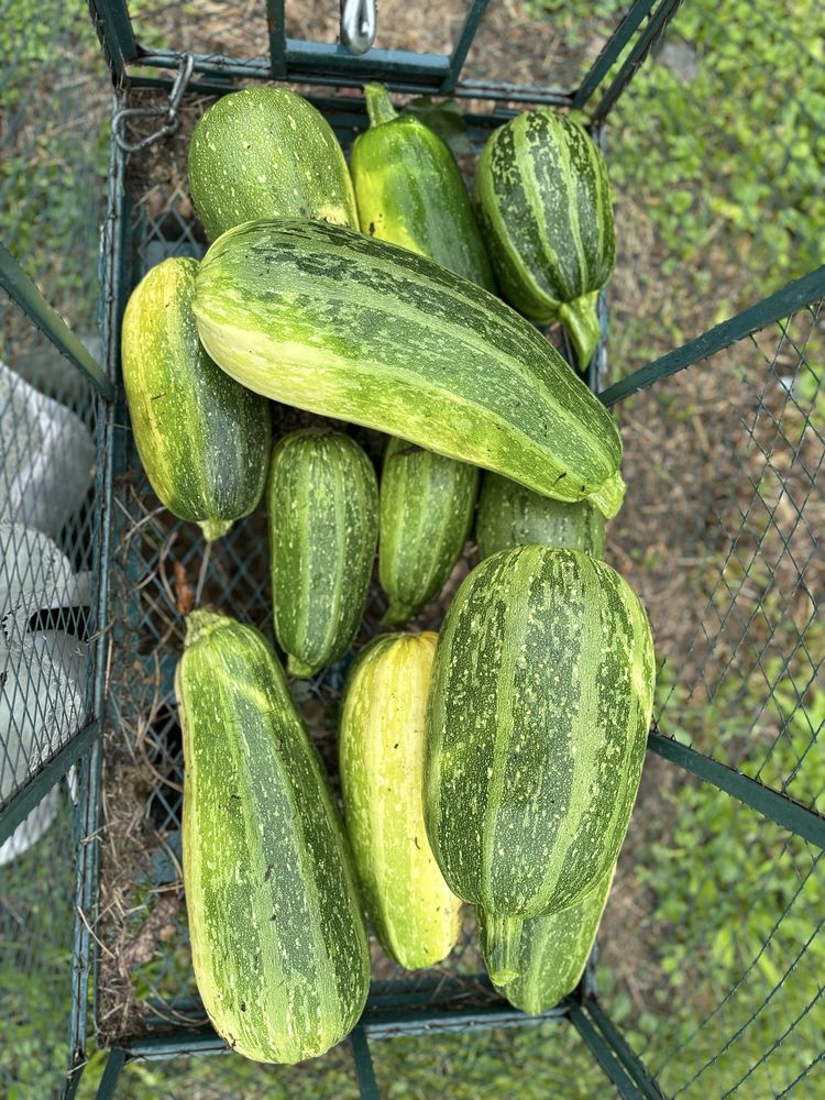 Cukinia, zielenina ekologiczne