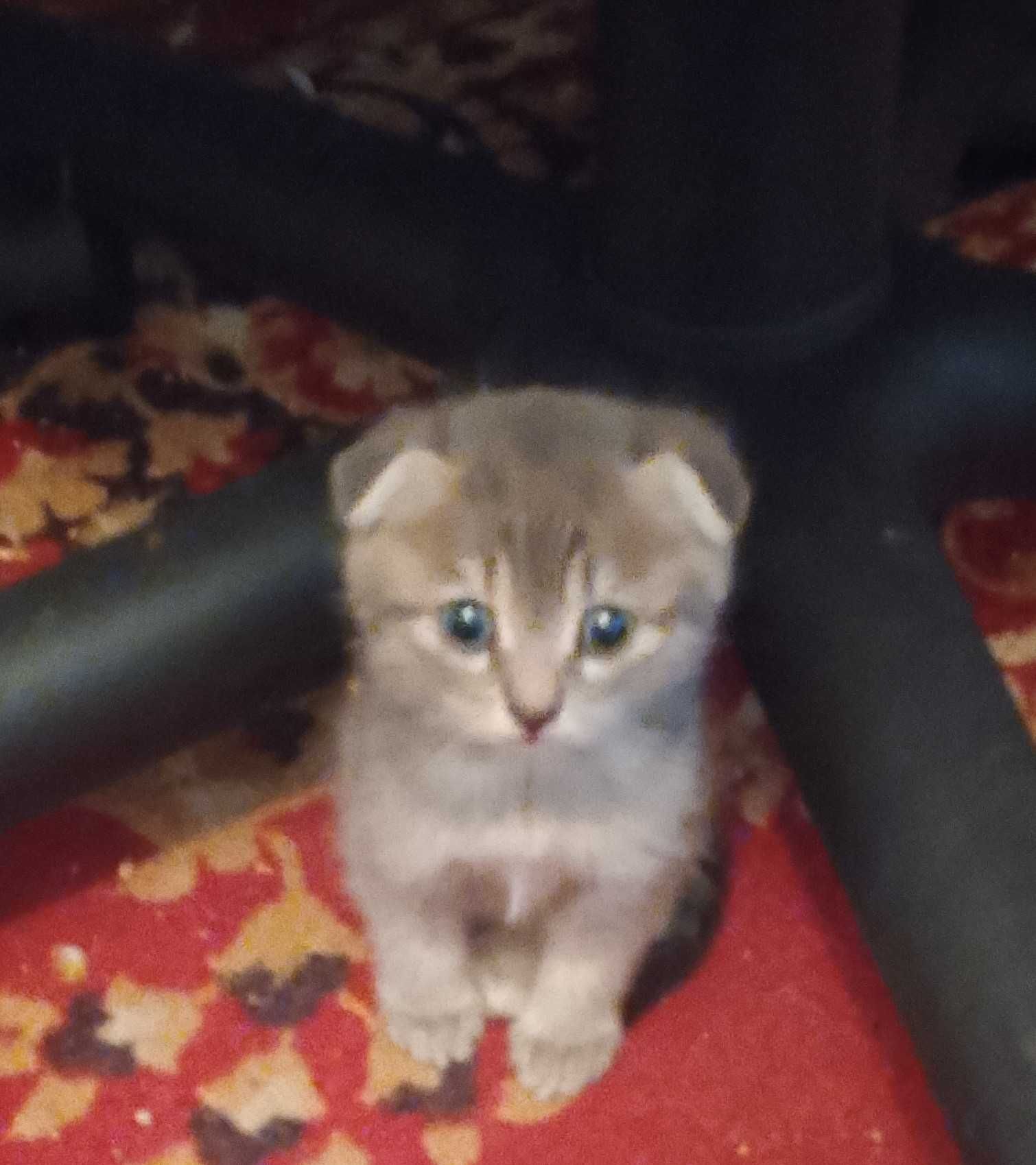 Отдаю БЕСПЛАТНО котят