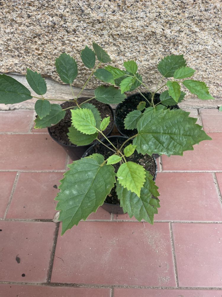 Ipê amarelo planta