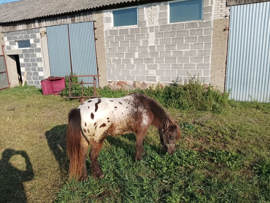 Klacz kuc kucyk tarant szetlandzki tarantowata zaprzegana