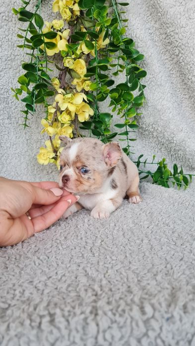 Excecional menino merle Chihuahua/Chiuaua. LinhagemRussa