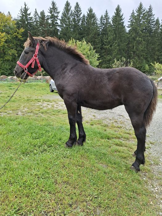 Sprzedam zrebice zimnokrwistom