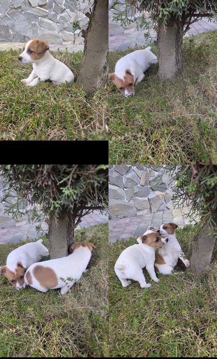 Джек-рассел терьєр