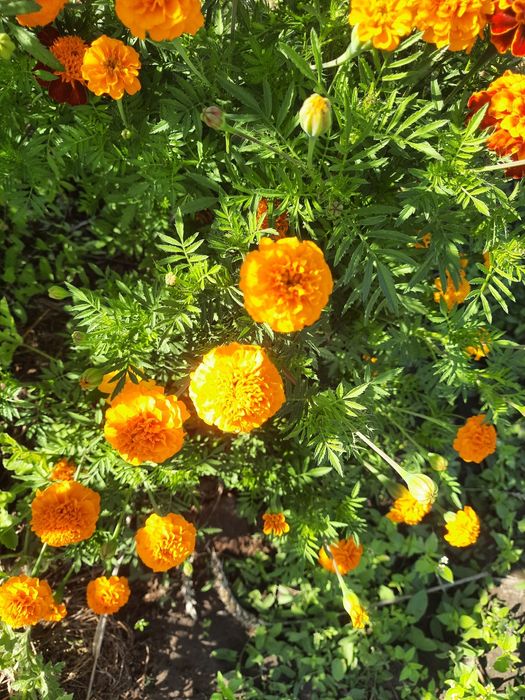 Чорнобривці свіжі та сушені