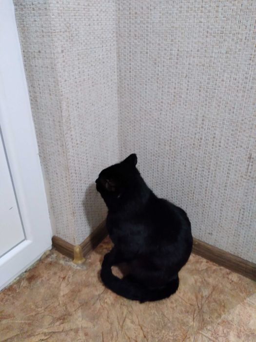 Пропал кот "Феликс"