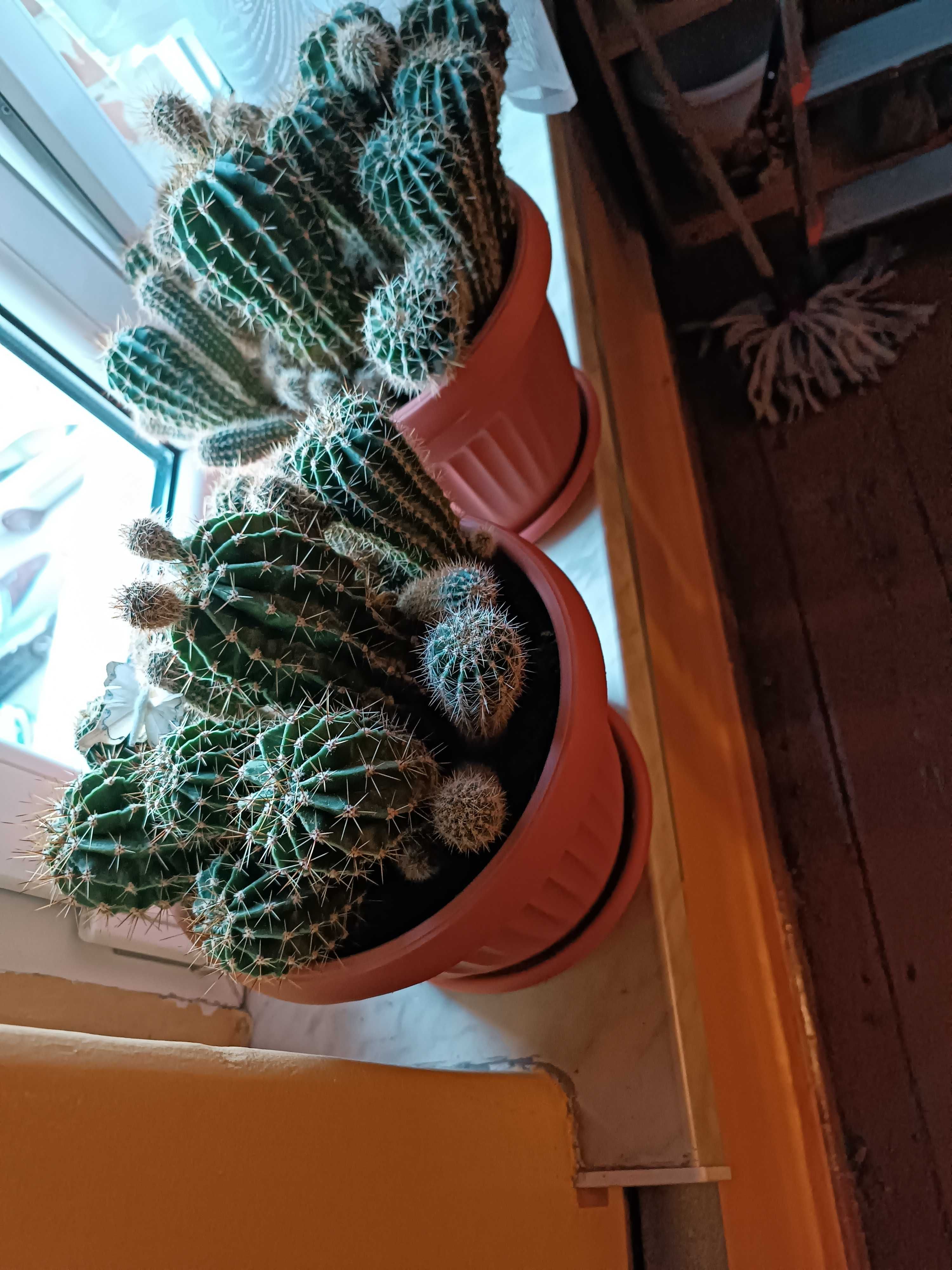4 donice z kaktusami