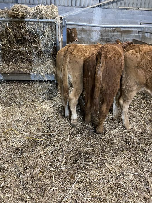 Vitelas cx de limousines Especisis