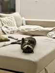 Serviço de Cat/Dog Sitting na Zona de Lisboa