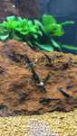 Krewetki Caridina Black Devil OE