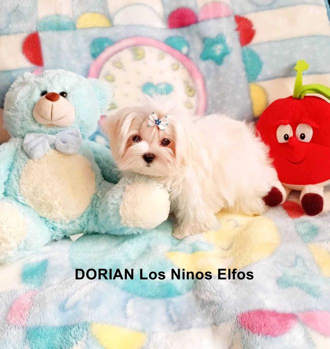 Maltańczyki-Piesek ZKwP FCI