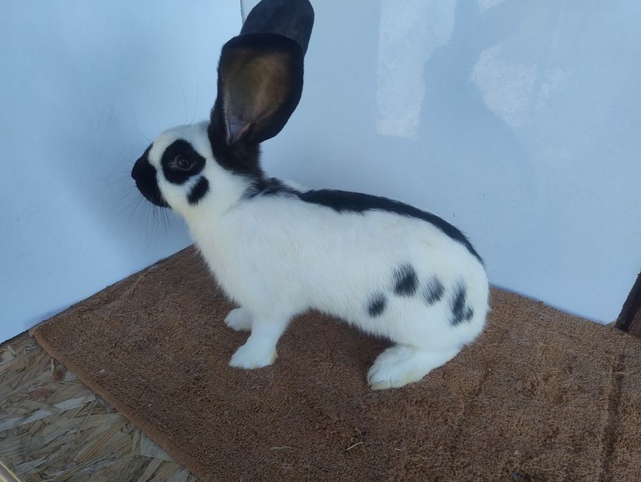 Продам кролів породи Строкач НСВ