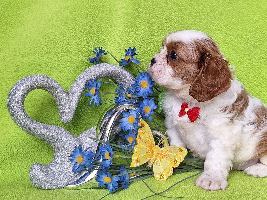 Cavalier King Charles spaniel piesek z rodowodem