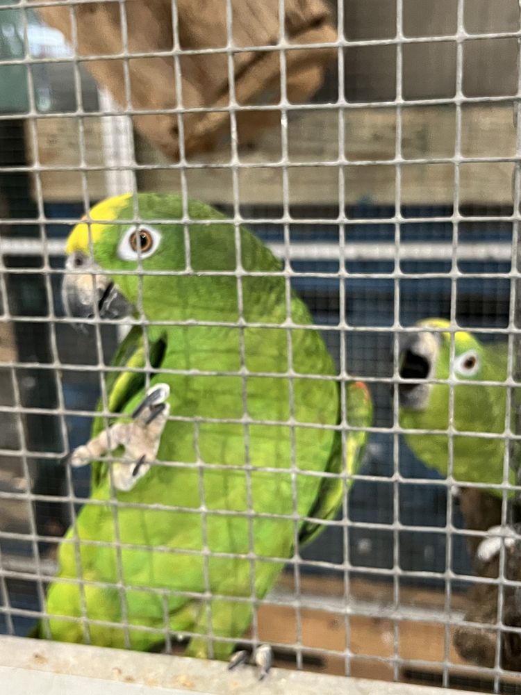 Papagaios Ochrocephalas