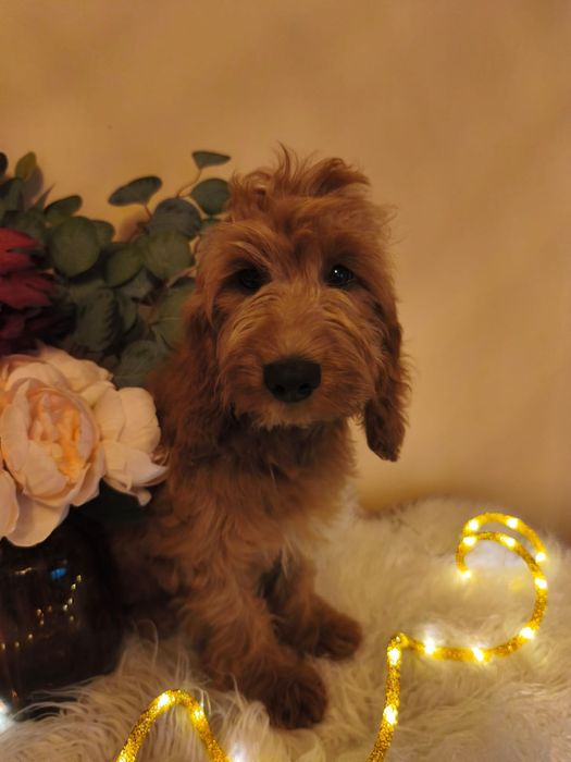 PASZPORT BADANIA komplet szczepień Cockapoo piękny piesek rodowód