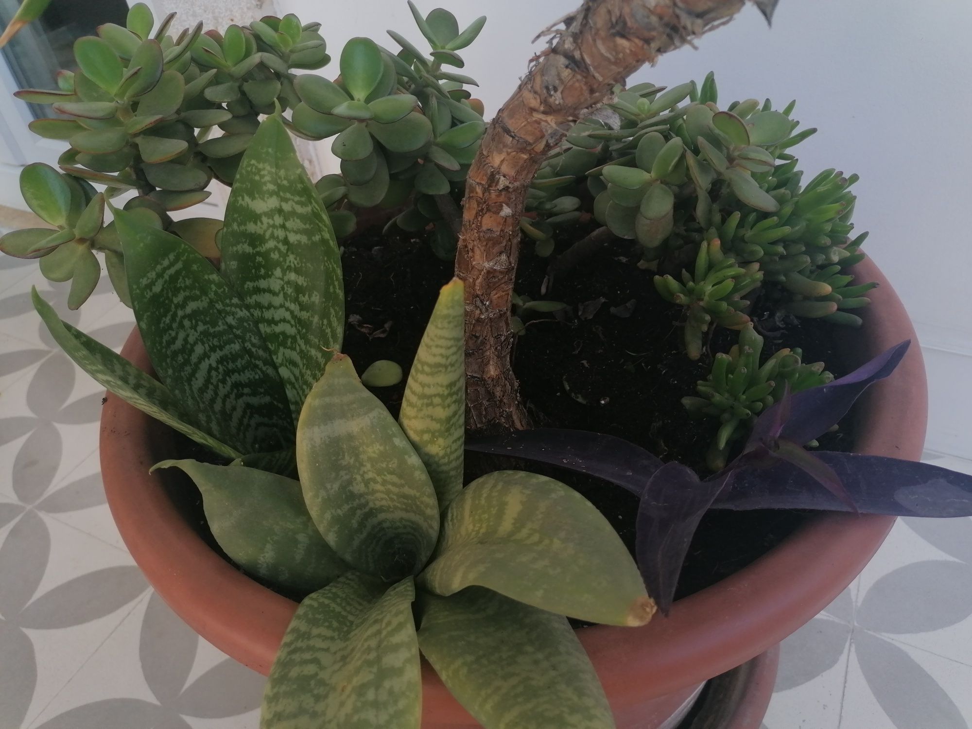 Mix de plantas | altura 110 cm | inclui vaso