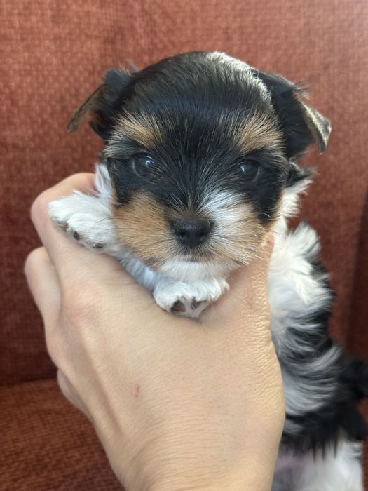 Yorkshire terrier Biewer , York , metryka ZKwP FCI , piesek Harison