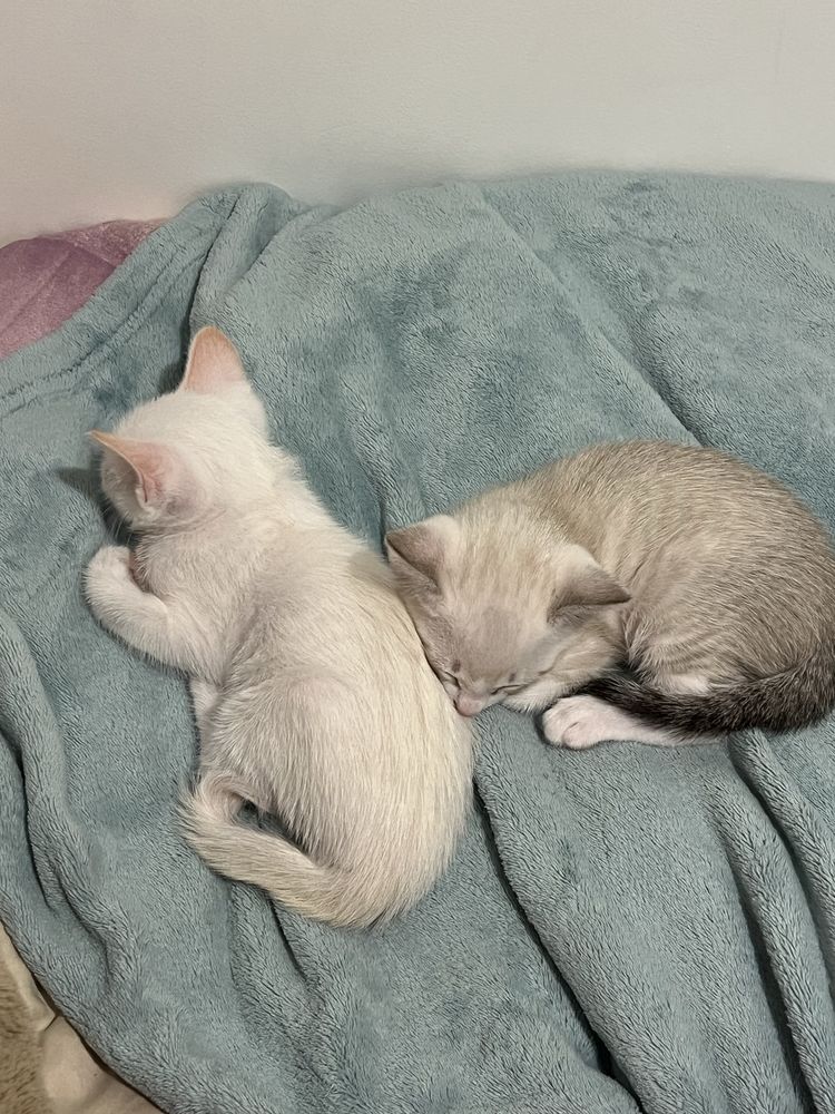 Gatinhos para adopção