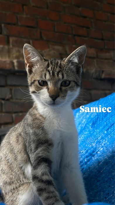 Małe kotki 2 samce i 1 samiczka