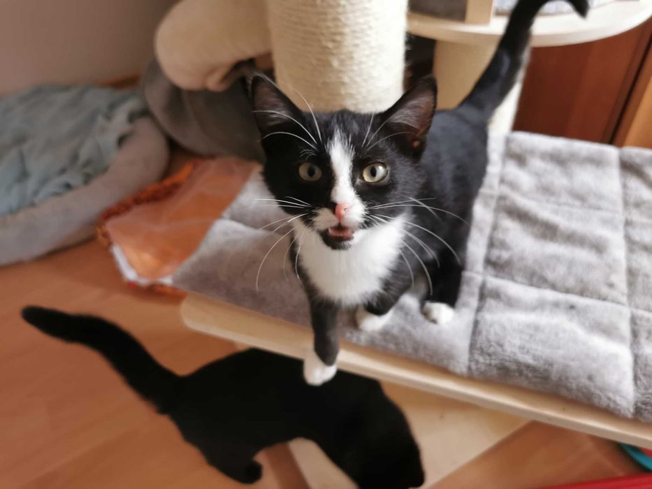 Młody chętny do zabawy kocurek