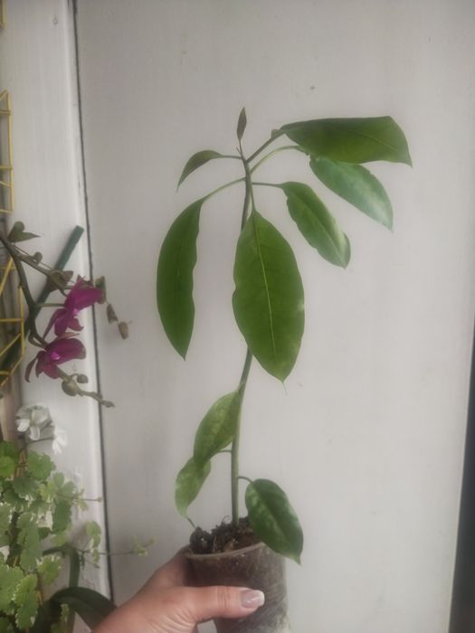 Соландра крупноцветковая