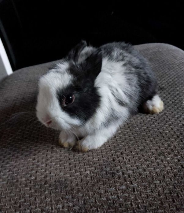 Króliczki miniaturki