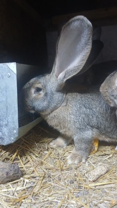 Króliki króle samce belgijski olbrzym szary BOS