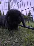 Królik mini lop samiec