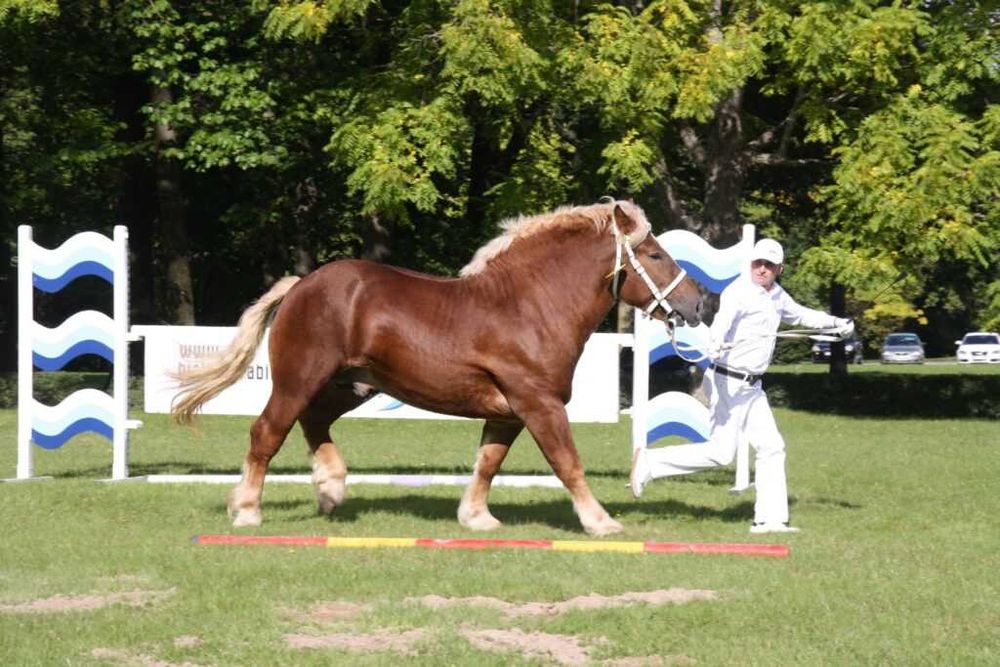 Ogier zimnokrwisty z licencją