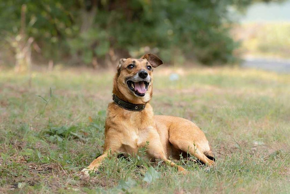 Джесі шукає родину