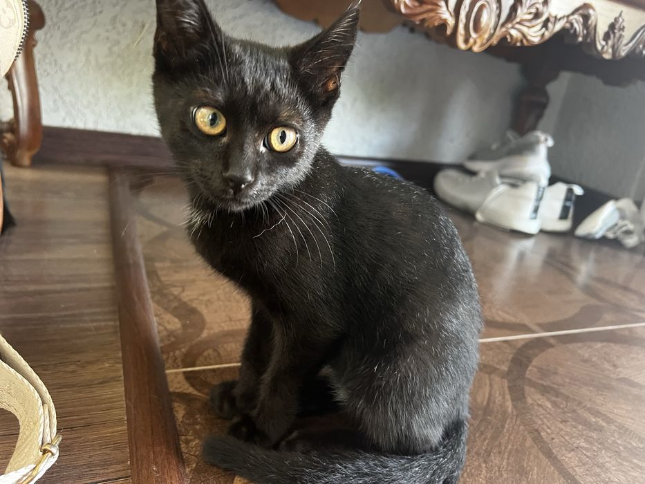 Котята 3 місяці