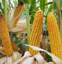 Nasiona kukurydzy MAS 23.M , 29.T, 26.K - 50 tys nasion