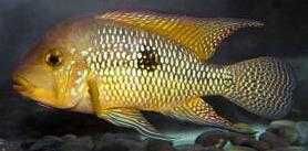 Ziemiojad Brazyliski Geophagus Brasiliensis od Tapajos W-wa