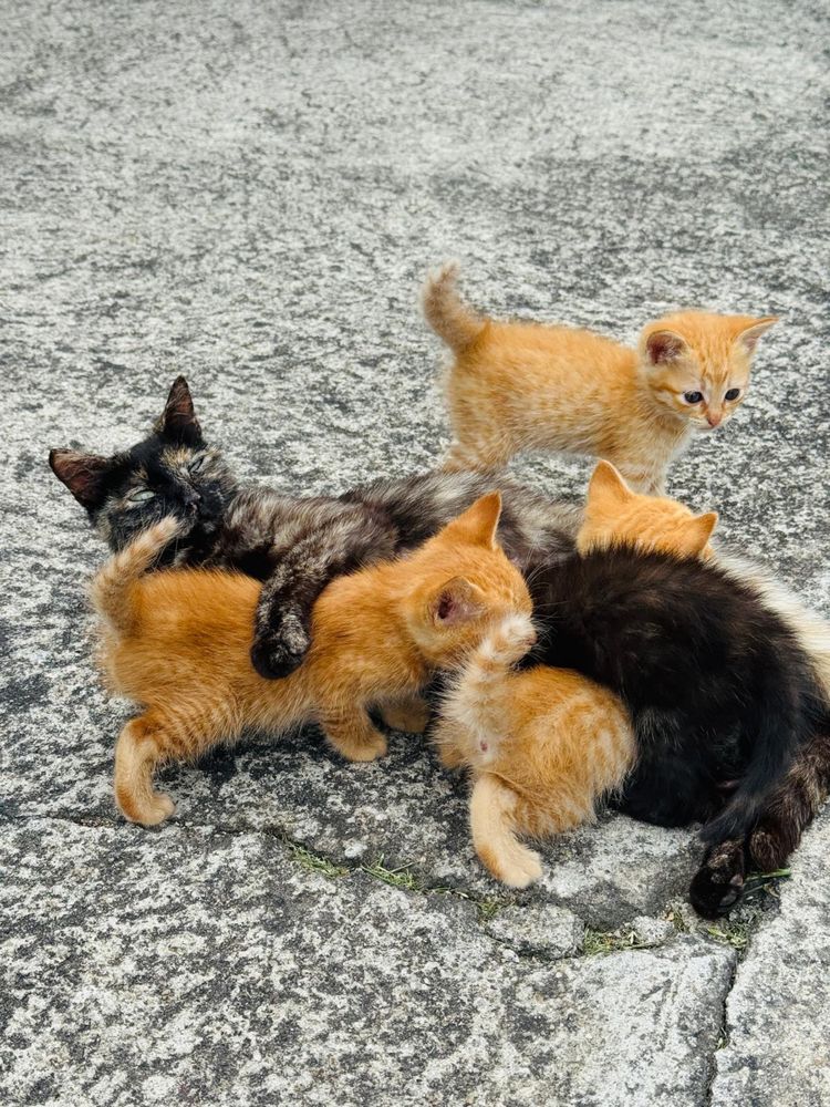 Gatos para oferta