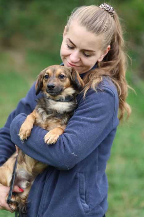 Roczny malutki samiec do adopcji