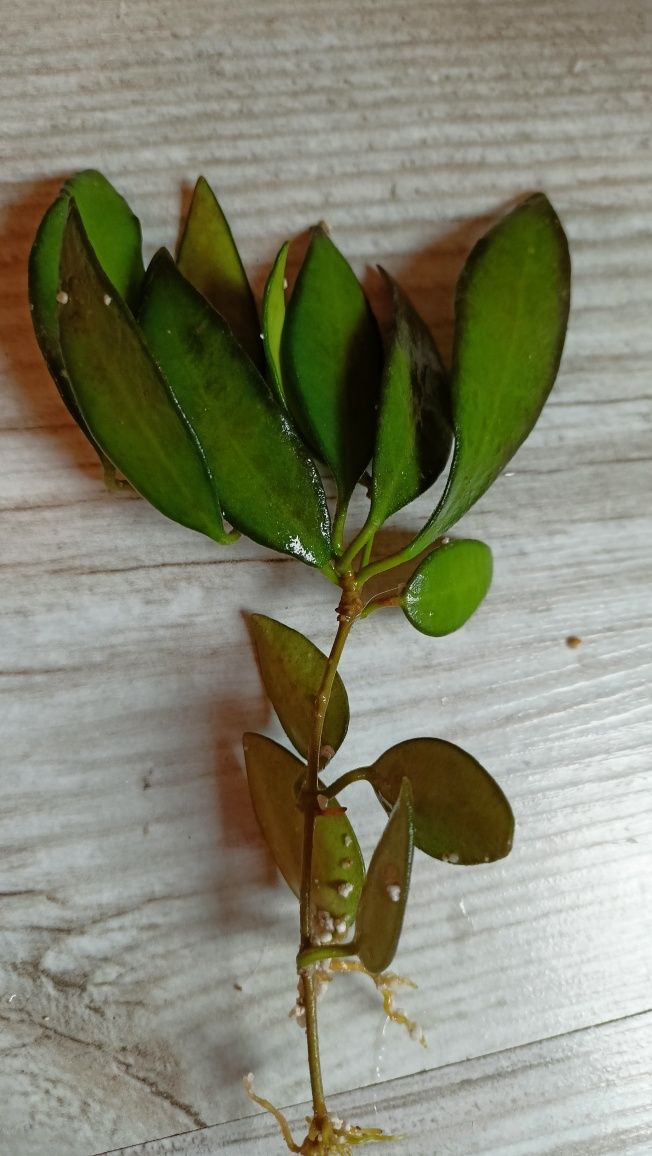 Hoya Rosita 1 sadzonka