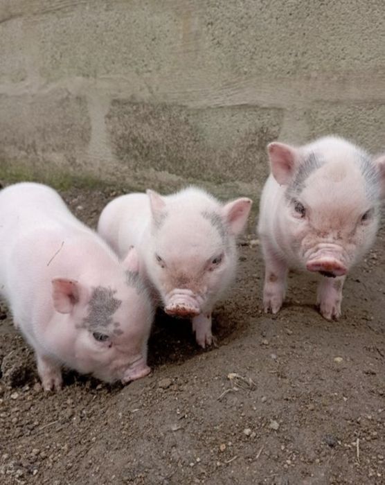 Porquinhos para venda