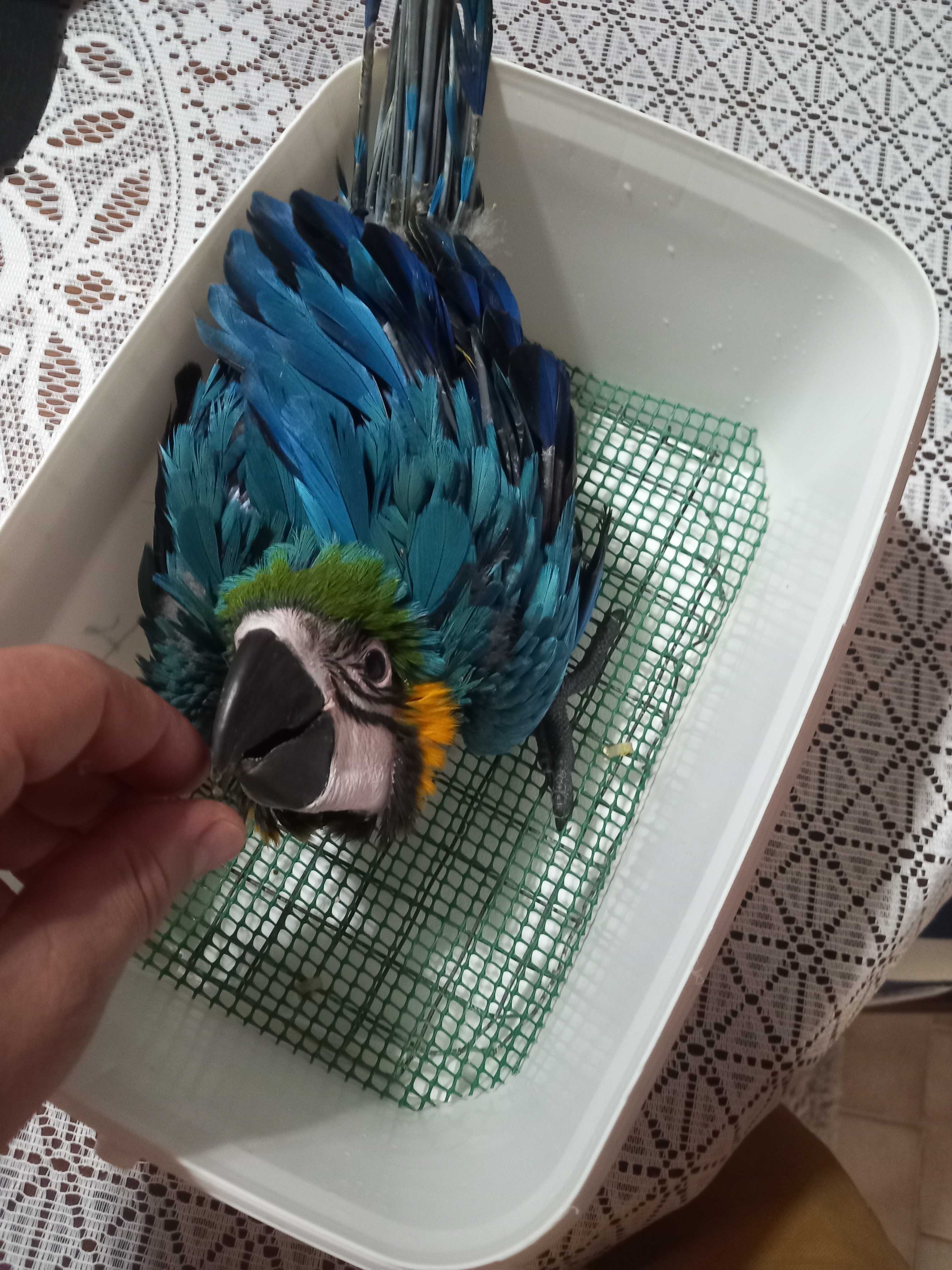 Arara ararauna bebé 8 semanas