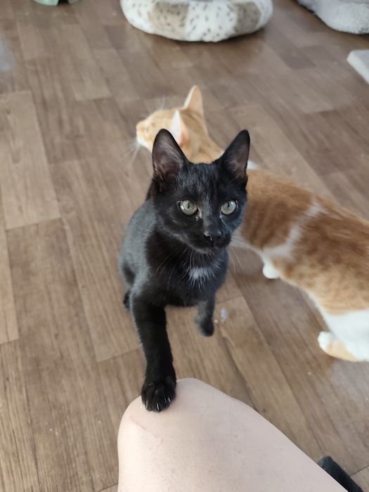 Pokochaj czarną Mambusię