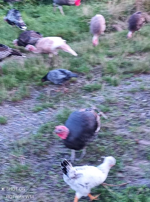 Indyki 9-miesięczne-Tarnów.-Ekologiczne.