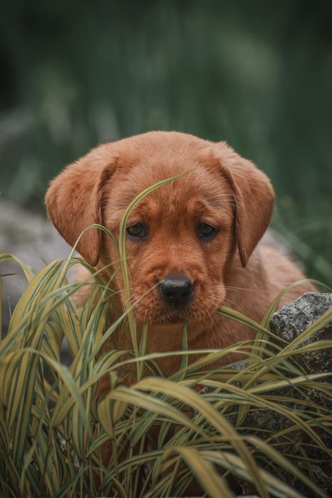 Лабрадор дівчинка