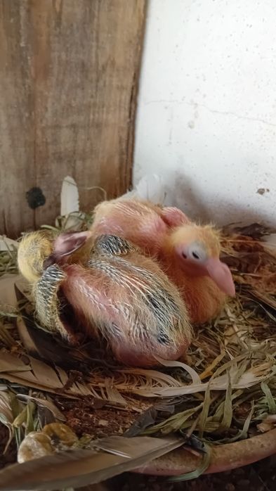 Venda pombos correios