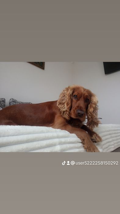 Кокер спаніель вязка
