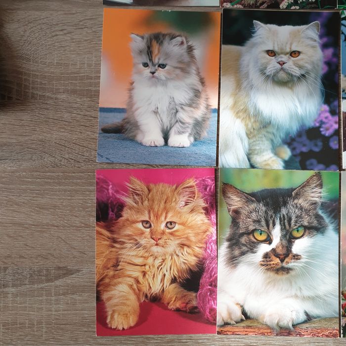 Stare pocztówki z kociętami Unigraf 9 szt.