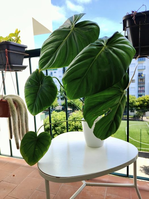 Philodendron McDowell // planta rara interior
